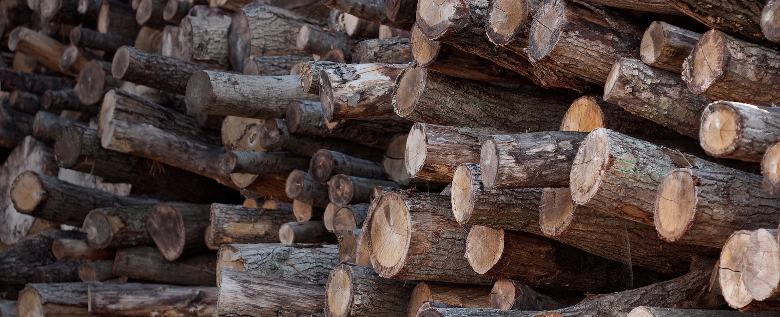 100310_Træstammer [EDIT_2017-09-28_09-24].jpg