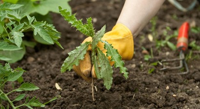 Verdo Vandets Dag Ukrudt I Haven Thumb